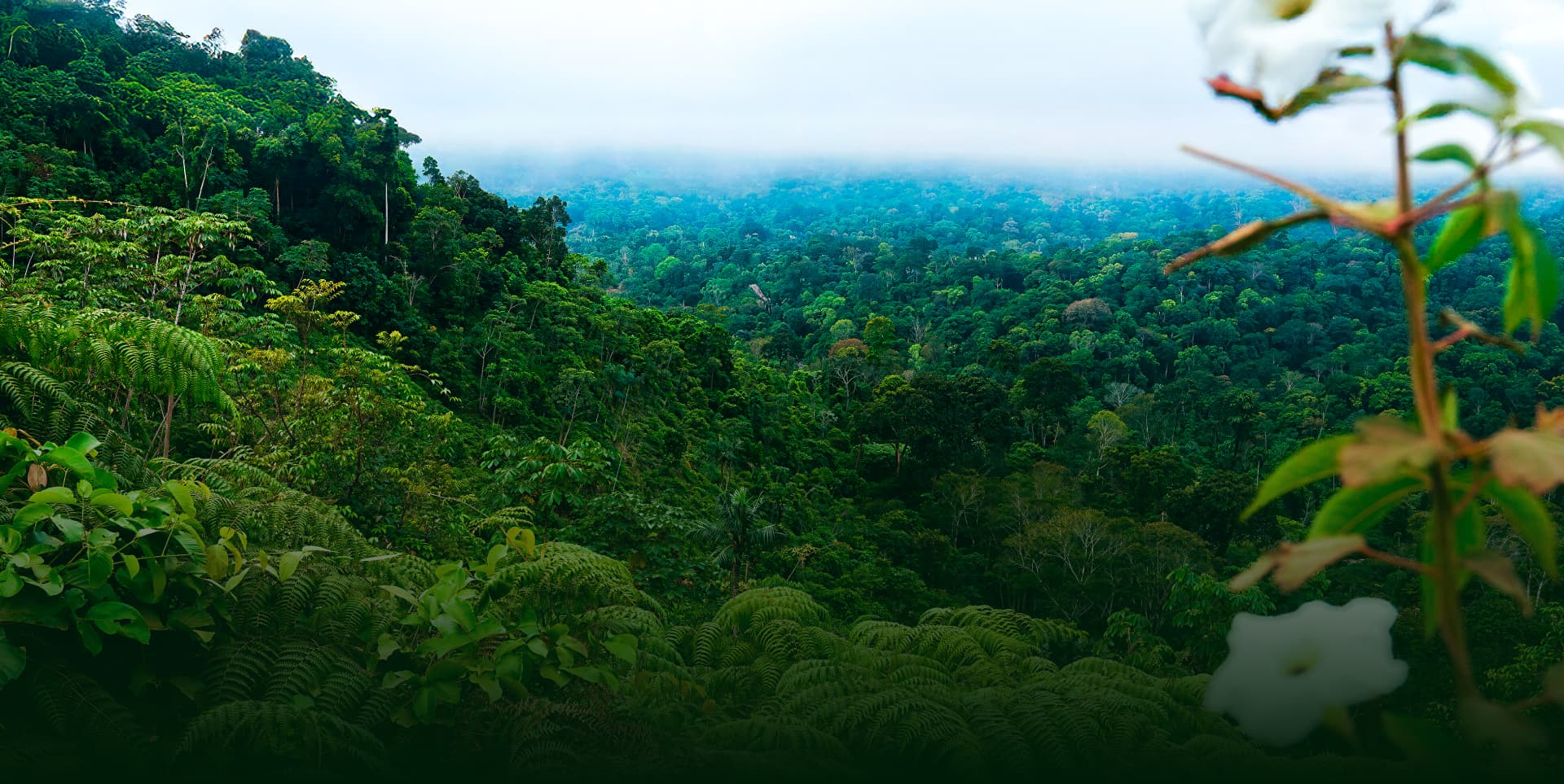 Floresta Nacional de Carajás
